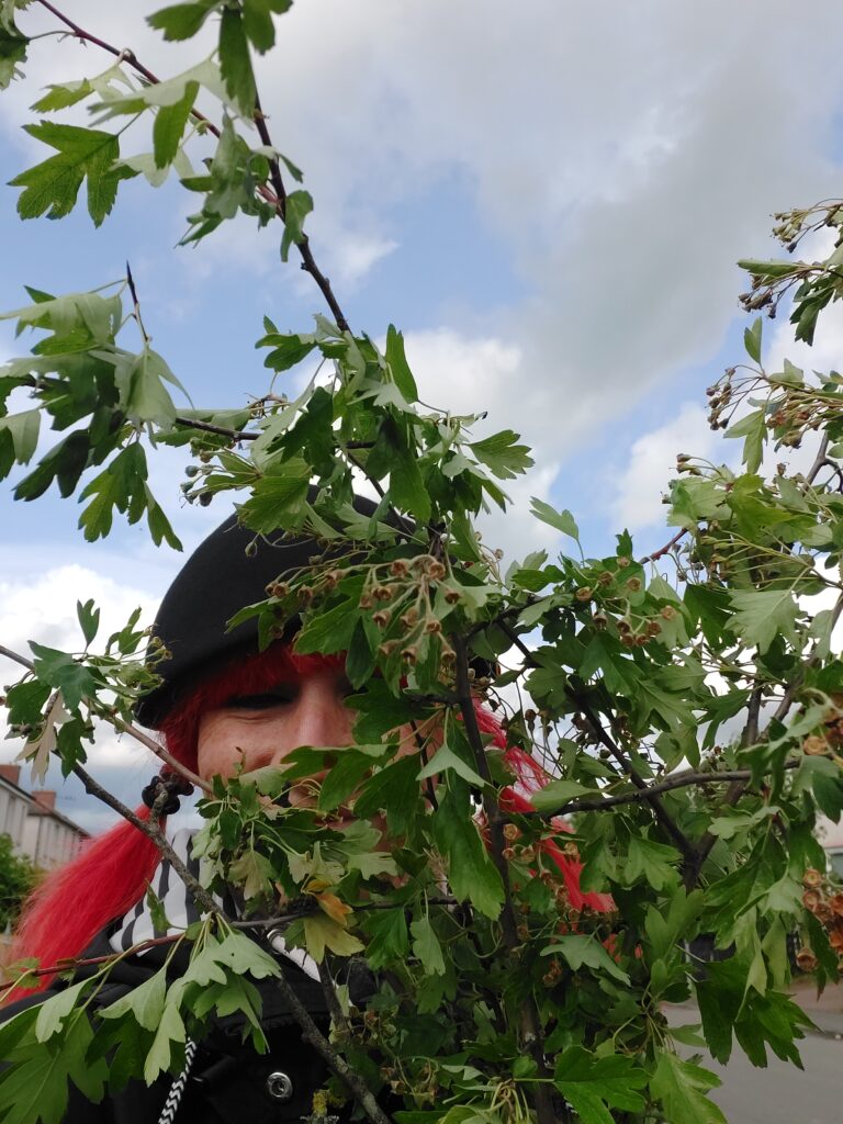 witch in wishaw lurking behind hawthorn branches